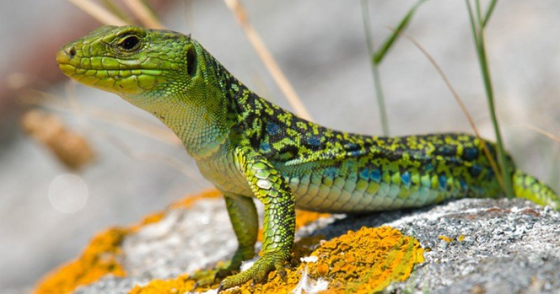 Lagarto ocelado Imagen